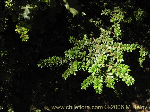 Imágen de Maytenus disticha (Racoma / Maitencito). Haga un clic para aumentar parte de imágen.